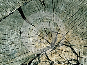 Cyan toned old tree cut surface.