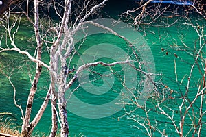 The cyan waterand withered trees of Changbai Mountains