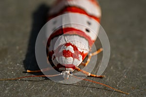 Cyana coccinea Tinny bugs micro Photography