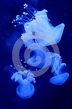 Cyanea capillata lion's mane jellyfish is confined to cold, boreal waters of the Arctic, northern Atlantic, and