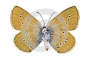 Cyaniris semiargus