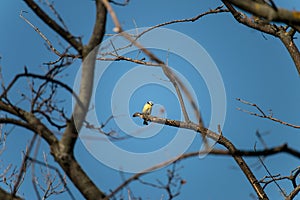 Cyanistes caeruleus