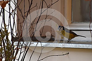 Cyanistes caeruleus. The bird builds a nest. It carries moss and grass into its nest in its beak. Small tit-like songbird. It