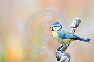 Cyanistes caeruleus or  Herrerillo Comun on a branch