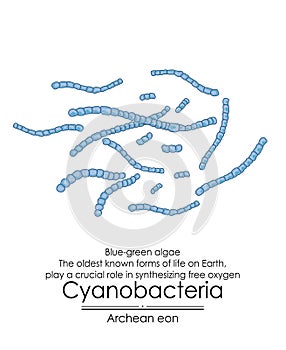 Cyanobacteria photo