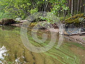 Cyanobacteria blooming on shore water