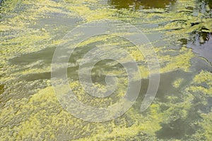 Cyanobacteria blue-green algae bloom infection growing in pond lake river