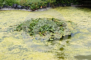Cyanobacteria blue-green algae bloom infection growing in pond lake river photo