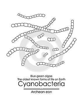 Cyanobacteria photo