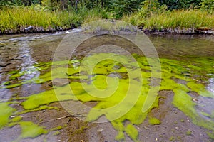Cyanobacteria Forming an Algal Mat in a stream photo
