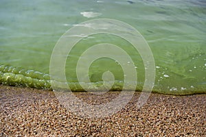 Cyanobacteria on the lake, green water, spoiled summer