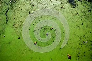 cyanobacteria polluted water green color smooth surface background aerial view picture