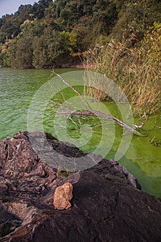 Cyanobacteria in Taihu lake