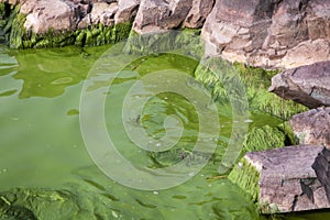 Cyanobacteria in Taihu lake photo