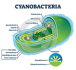 Cyanobacteria vector illustration. Labeled bacteria internal structure scheme