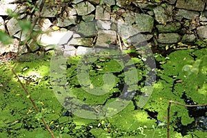 Cyanobacterial Algal Bloom formation covering the water bodies forming a green covering