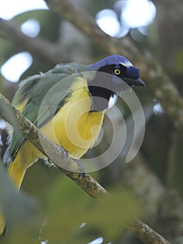 Cyanocorax incas green jay Inca jay neotropical bird in the humid forest
