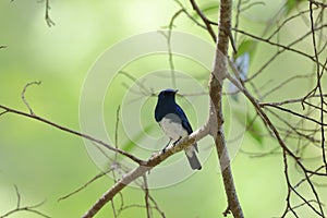 Cyanoptila cyanomelana or Blue-and-white flycatcher