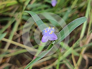 Cyanotis arachnoidea C.B.Clarke flowers