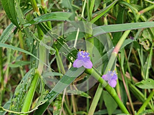 Cyanotis arachnoidea C.B.Clarke flowers. Close up view with bulr background.