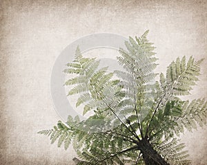 Cyathea on antique cracked paper