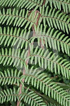 Cyathea leaf photo