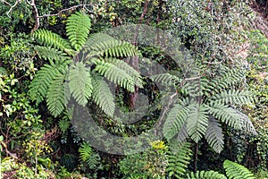 Cyathea lepifera Hikagehego, rainforest big fern trees photo