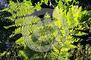 Cyatheaceae, the plant from acient dinosaur age