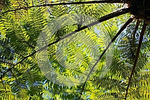 Cyatheaceae, the plant from acient dinosaur age