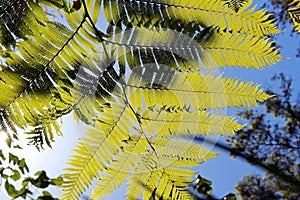 Cyatheaceae, the plant from acient dinosaur age