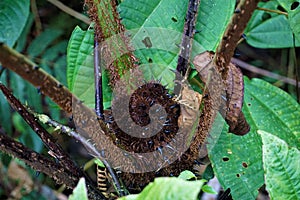 Cyatheales with black spines growing in Las Quebradas photo