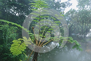 Cyatheales, tree fern photo