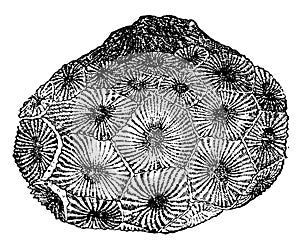 Cyathophyllum hexagonum, vintage illustration photo