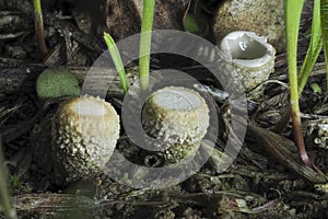 Cyathus olla is a species of saprobic fungus in the genus Cyathus of the family Nidulariaceae