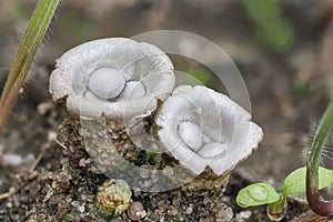 Cyathus olla is a species of saprobic fungus in the genus Cyathus of the family Nidulariaceae photo