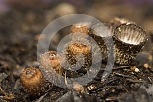Cyathus striatus