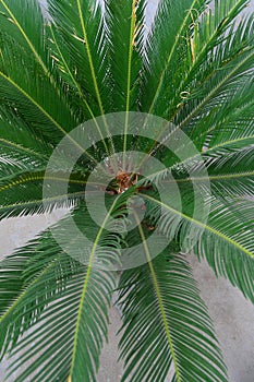 Cycad