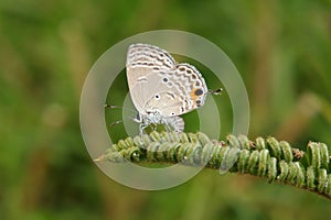 Cycad Blue butterfly
