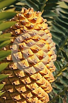 Cycad cone