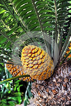 Cycad cone, Encephalartos Transvenosus photo