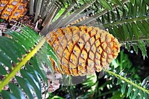 Cycad cone, Encephalartos Transvenosus