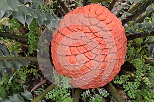 Cycad cone