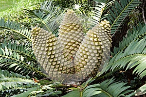 Cycad cones closeup photo