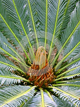 Cycad (cycas) plant