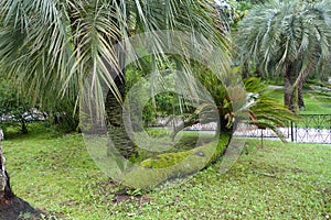 The cycad drooping. cycas revoluta thunb