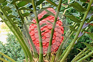 Cycad encephalartos ferox