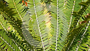 Cycad fern leaves in forest, California USA. Green fresh juicy natural botanical leafage. Encephalartos or zamiaceae