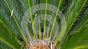 Cycad fern leaves in forest, California USA. Green fresh juicy natural botanical leafage. Encephalartos or zamiaceae