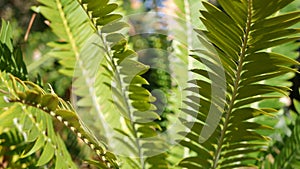 Cycad fern leaves in forest, California USA. Green fresh juicy natural botanical leafage. Encephalartos or zamiaceae