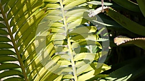 Cycad fern leaves in forest, California USA. Green fresh juicy natural botanical leafage. Encephalartos or zamiaceae